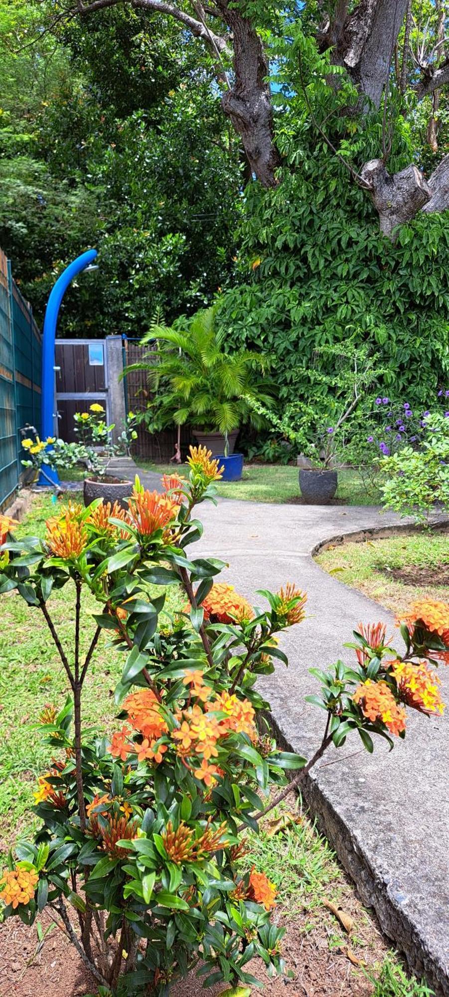 Vila Reve Creole Deshaies Exteriér fotografie